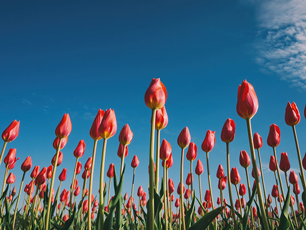 tulips-facial-rejuvenation